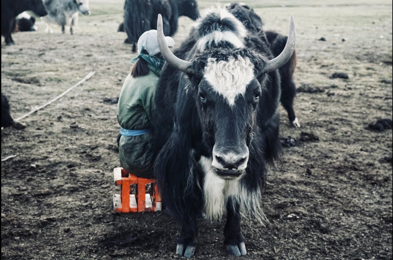 Yak - empathee 